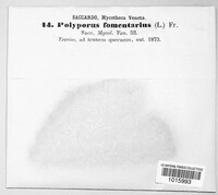 Fomes fomentarius image
